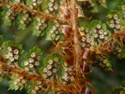 Polystichum vestitum. Abaxial surface of fertile frond showing mature sori, and concolorous, round, peltate indusia.
 Image: L.R. Perrie © Te Papa CC BY-NC 3.0 NZ